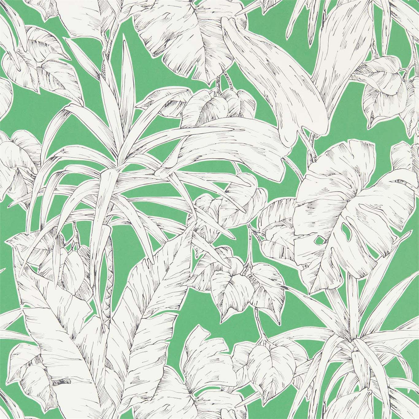 PARLOUR PALM
