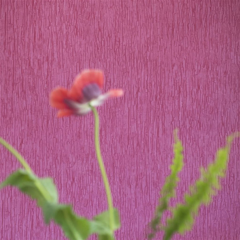 SASHIKO