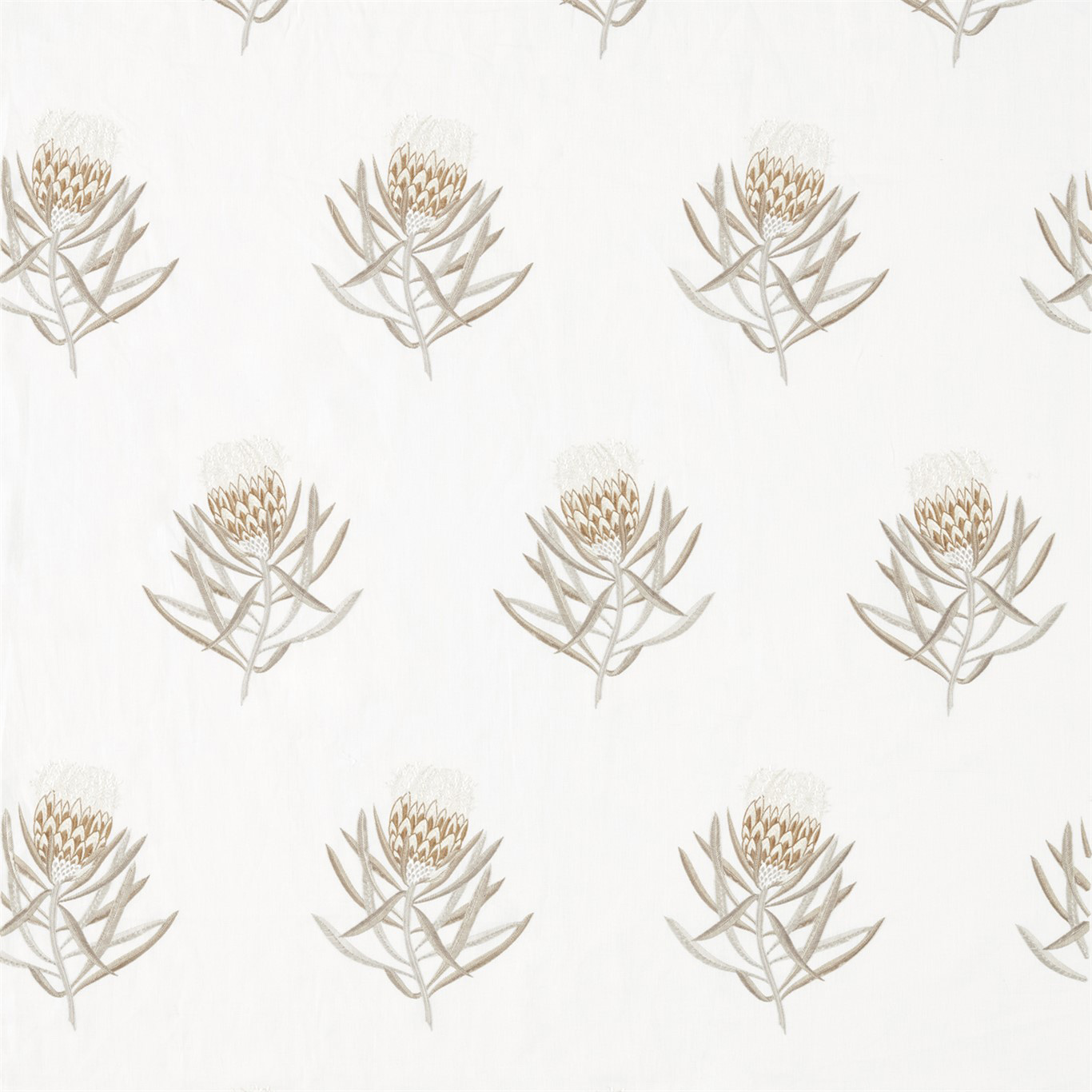 PROTEA FLOWER