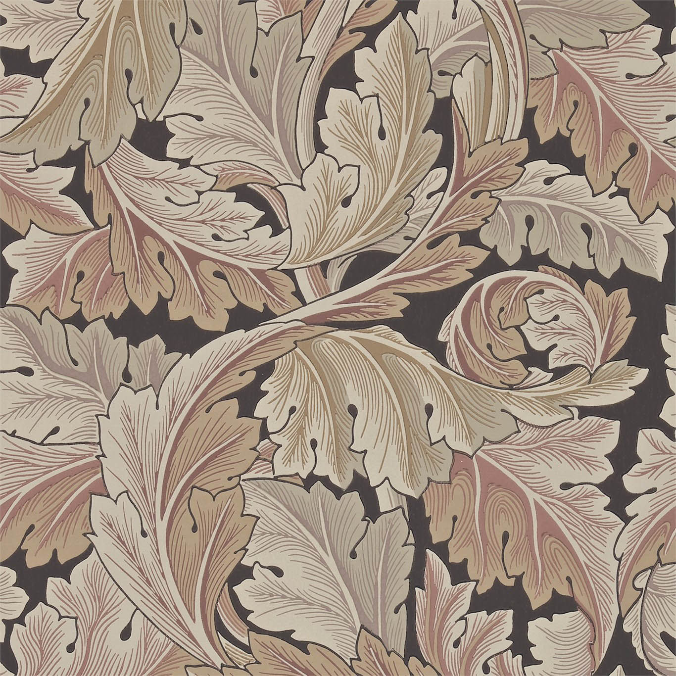 ACANTHUS