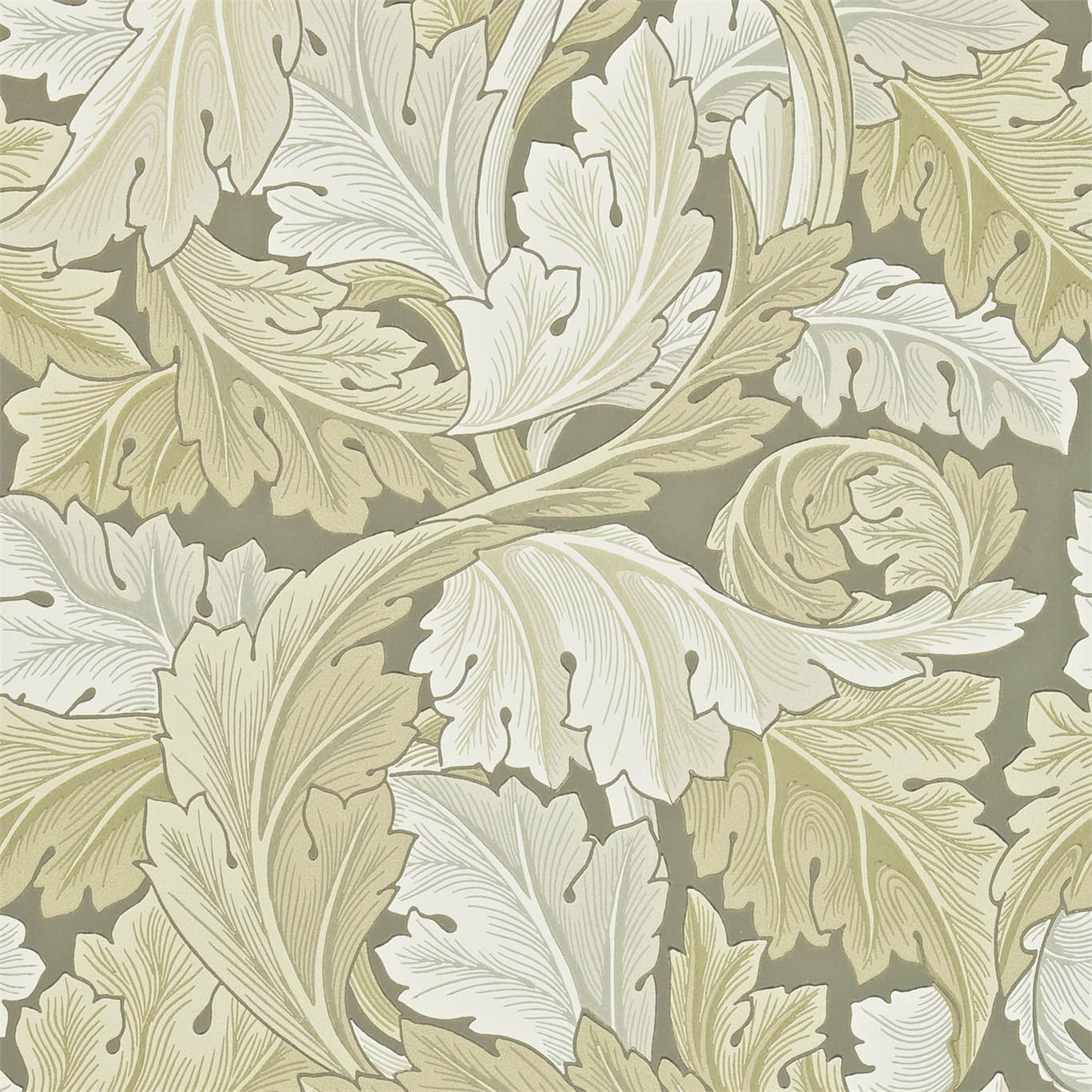 ACANTHUS
