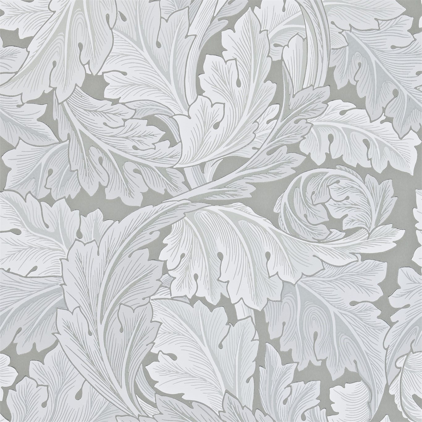 ACANTHUS
