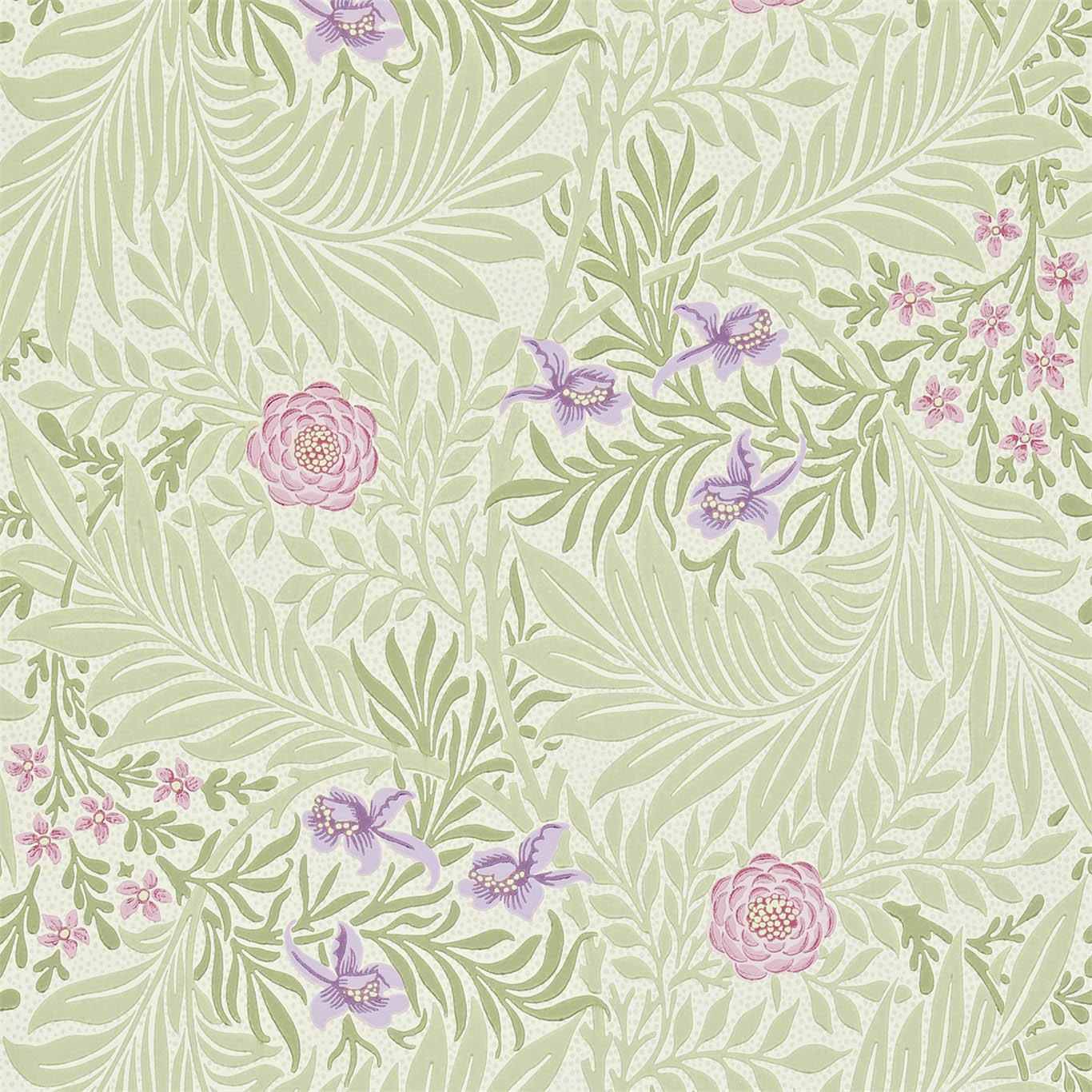 LARKSPUR
