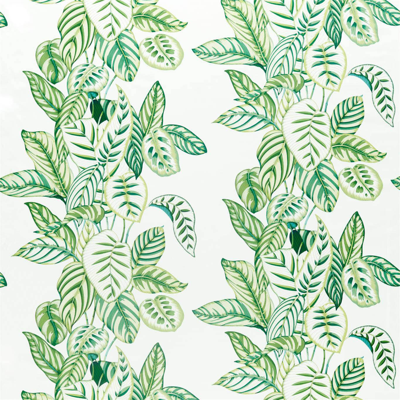 CALATHEA