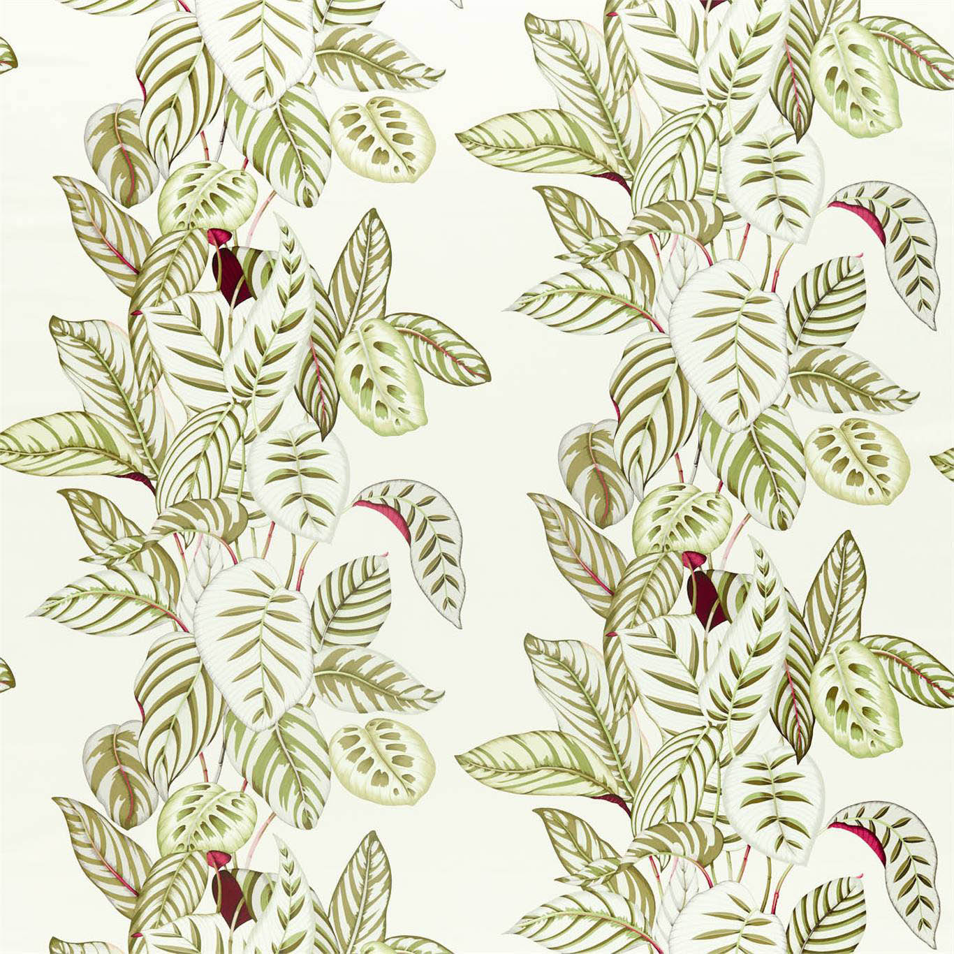 CALATHEA
