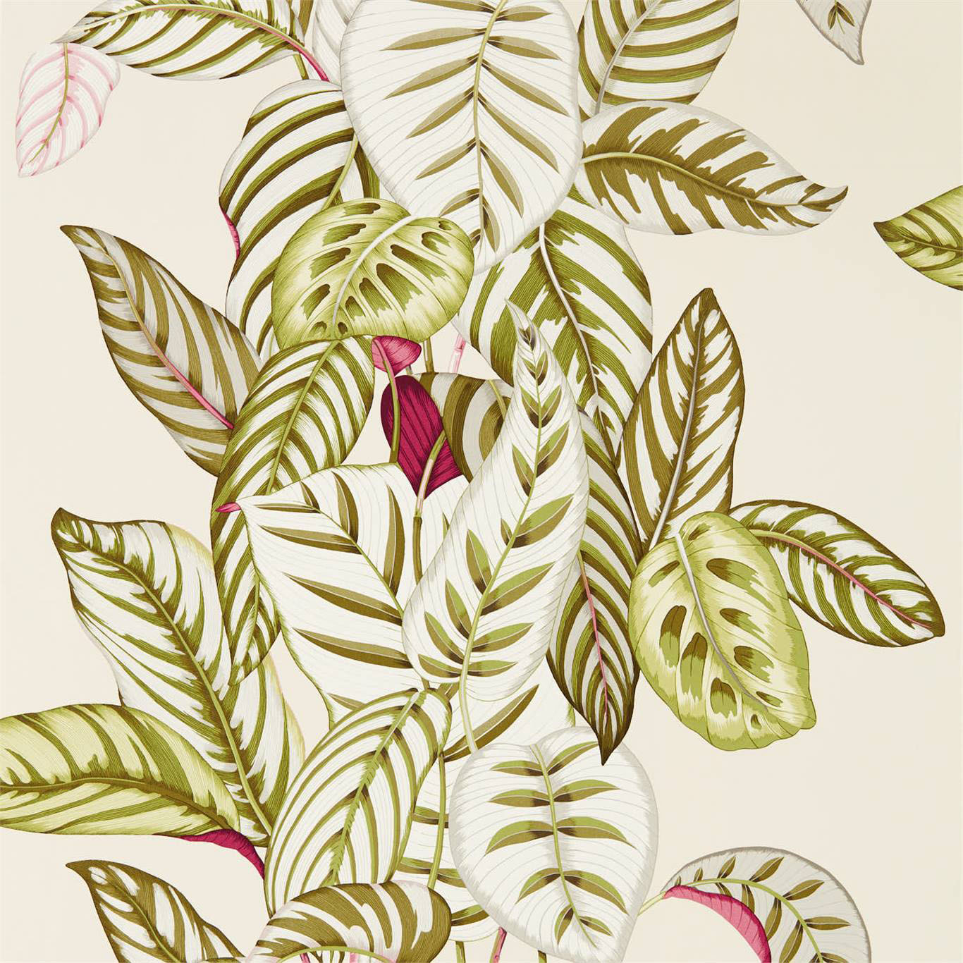 CALATHEA