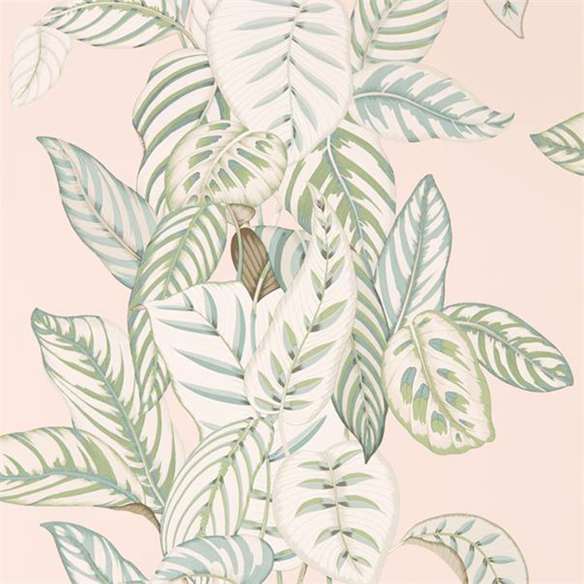 CALATHEA