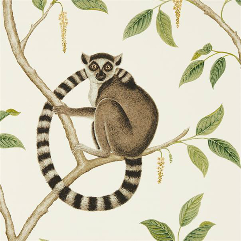 RINGTAILED LEMUR