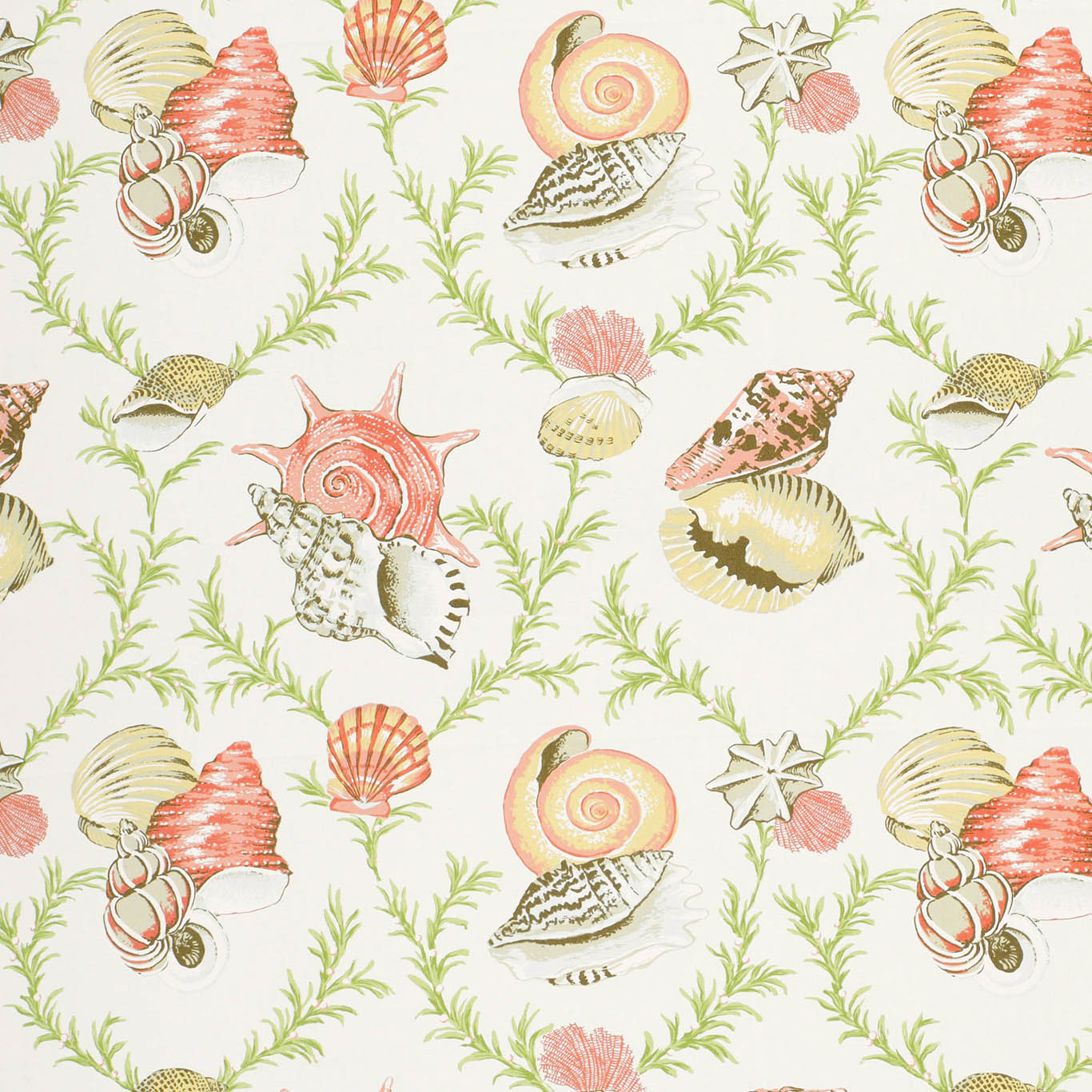 SUMBA SHELL