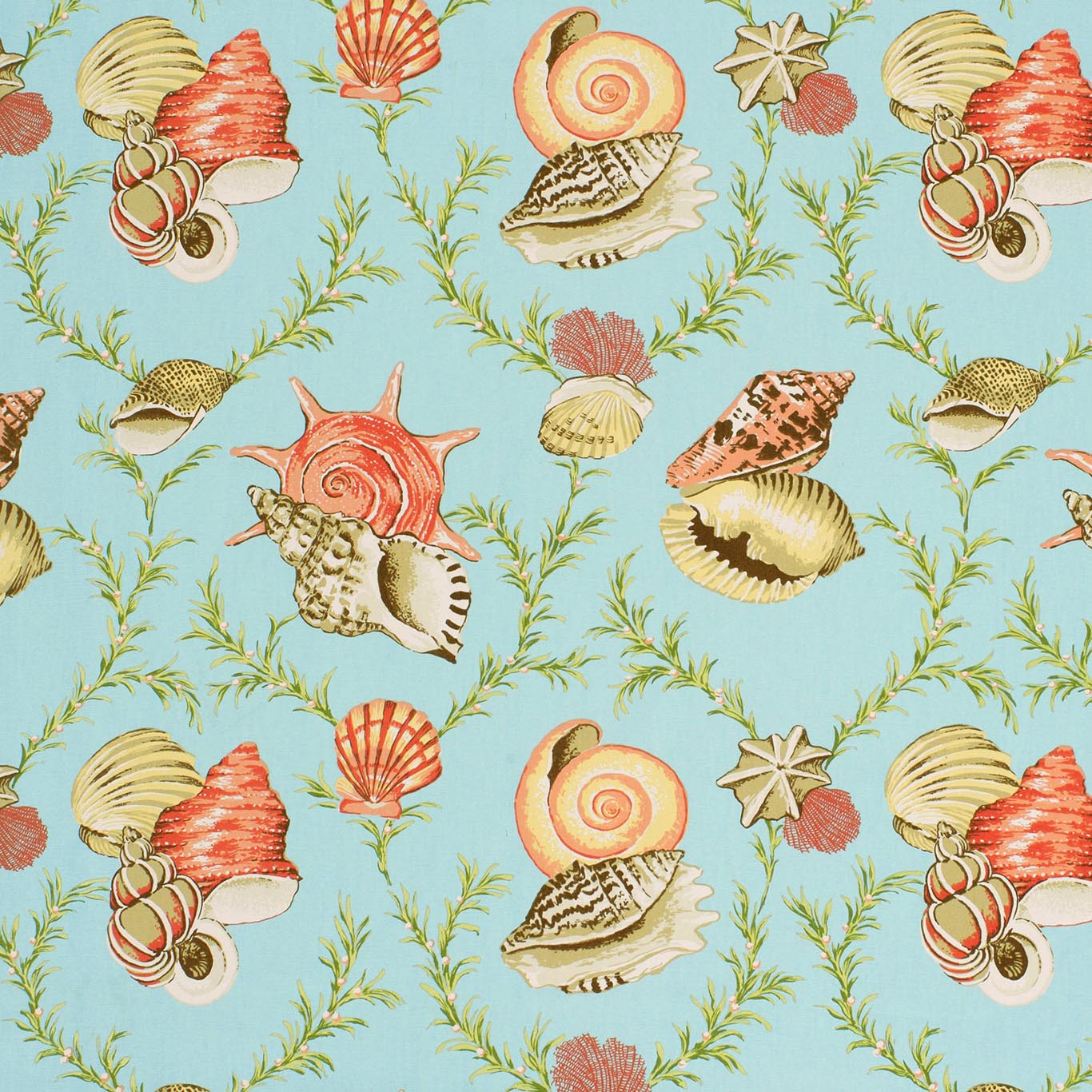 SUMBA SHELL