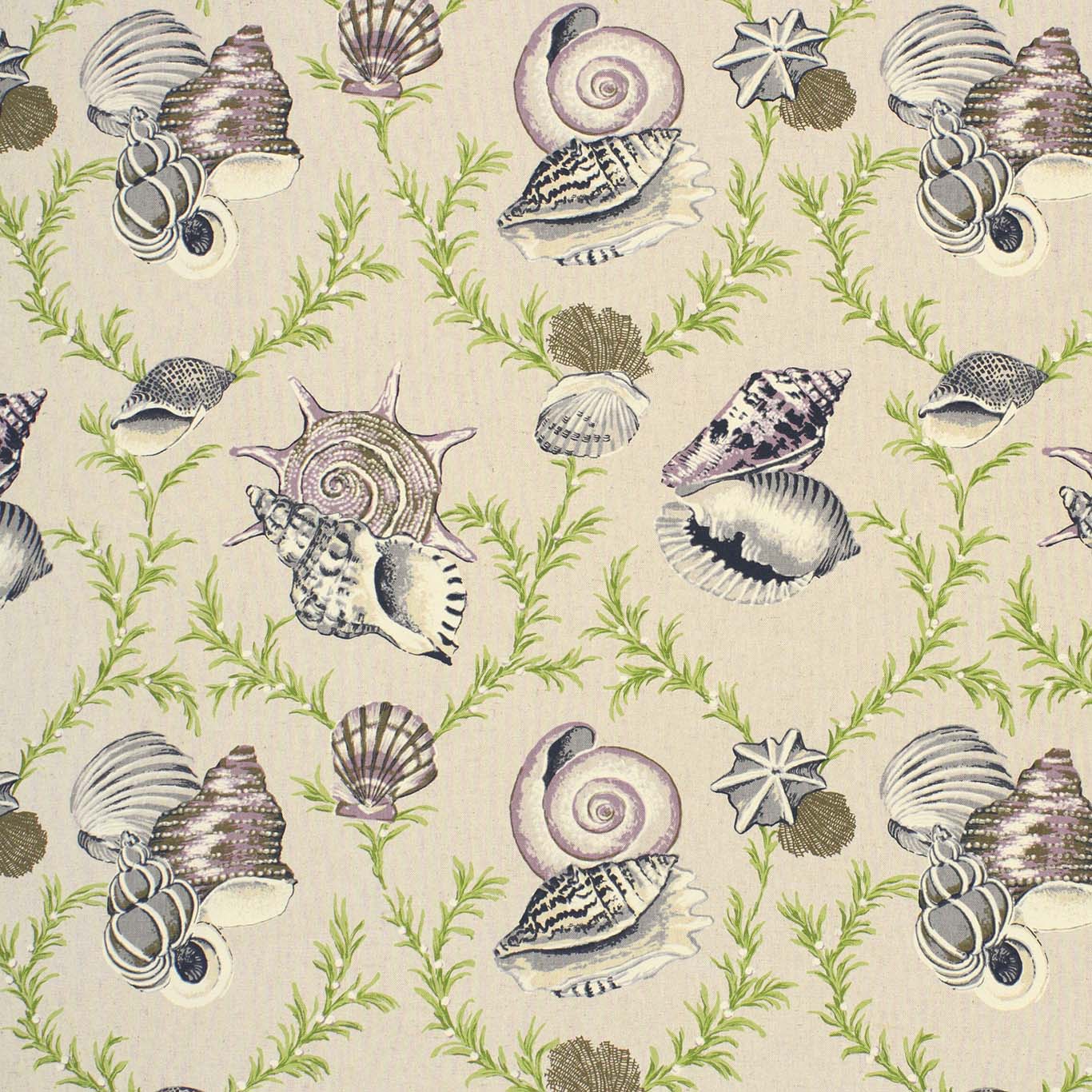SUMBA SHELL