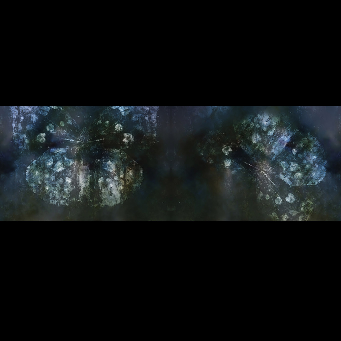 BELLADONNA