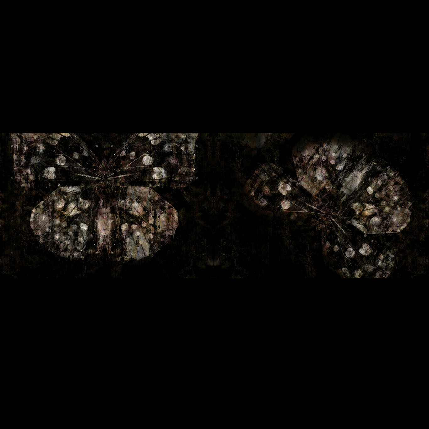 BELLADONNA