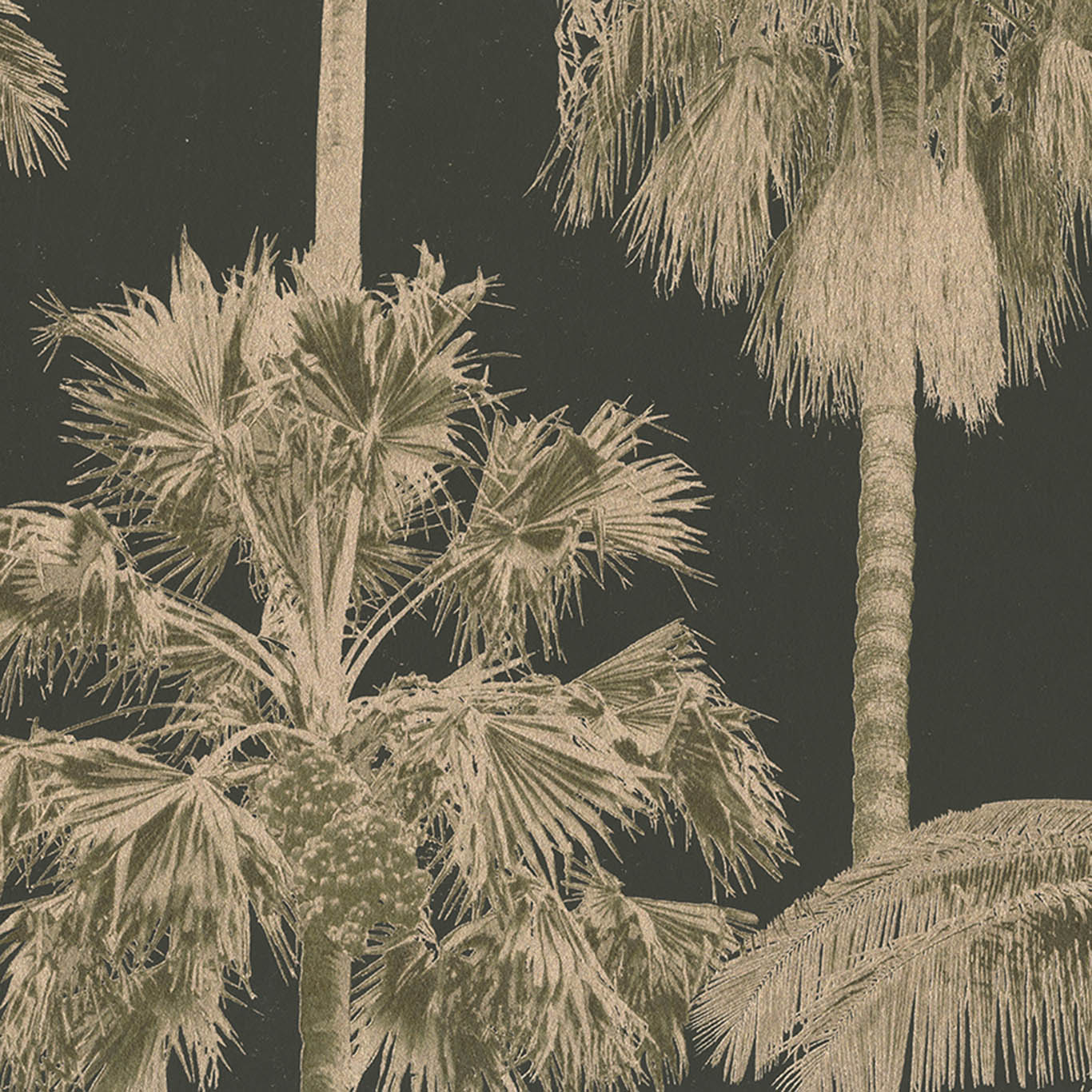 CALIFORNIA PALM