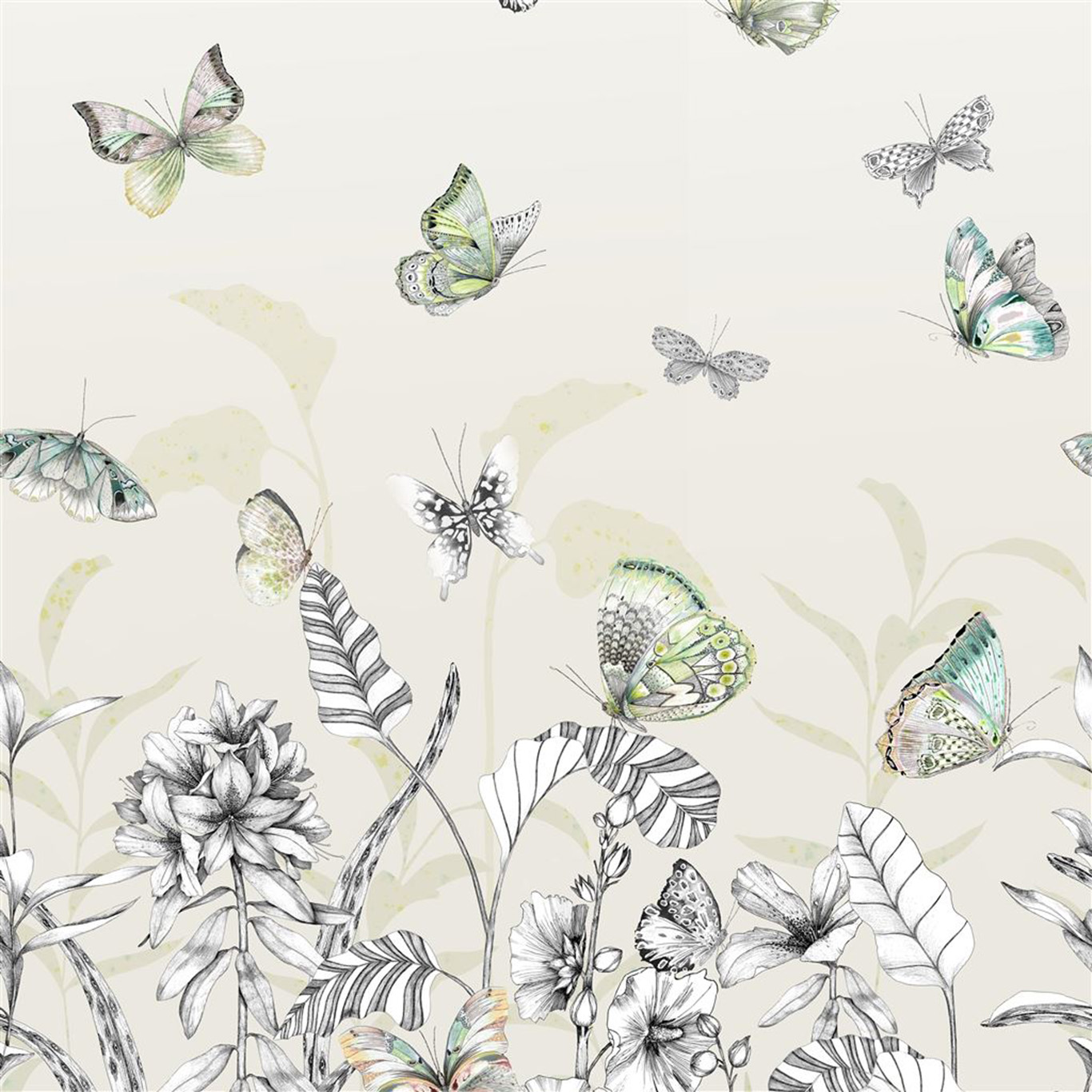 PAPILLONS