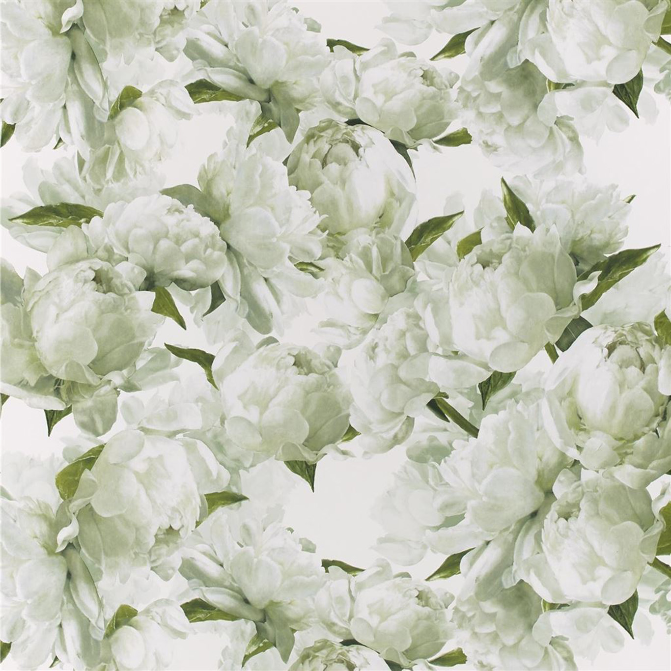 PEONIA