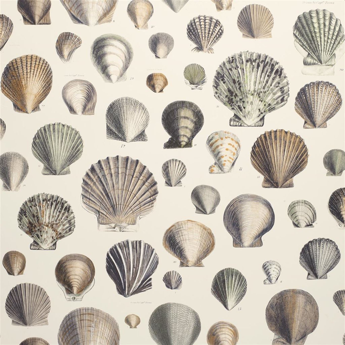 CAPTAIN THOMAS BROWNS SHELLS