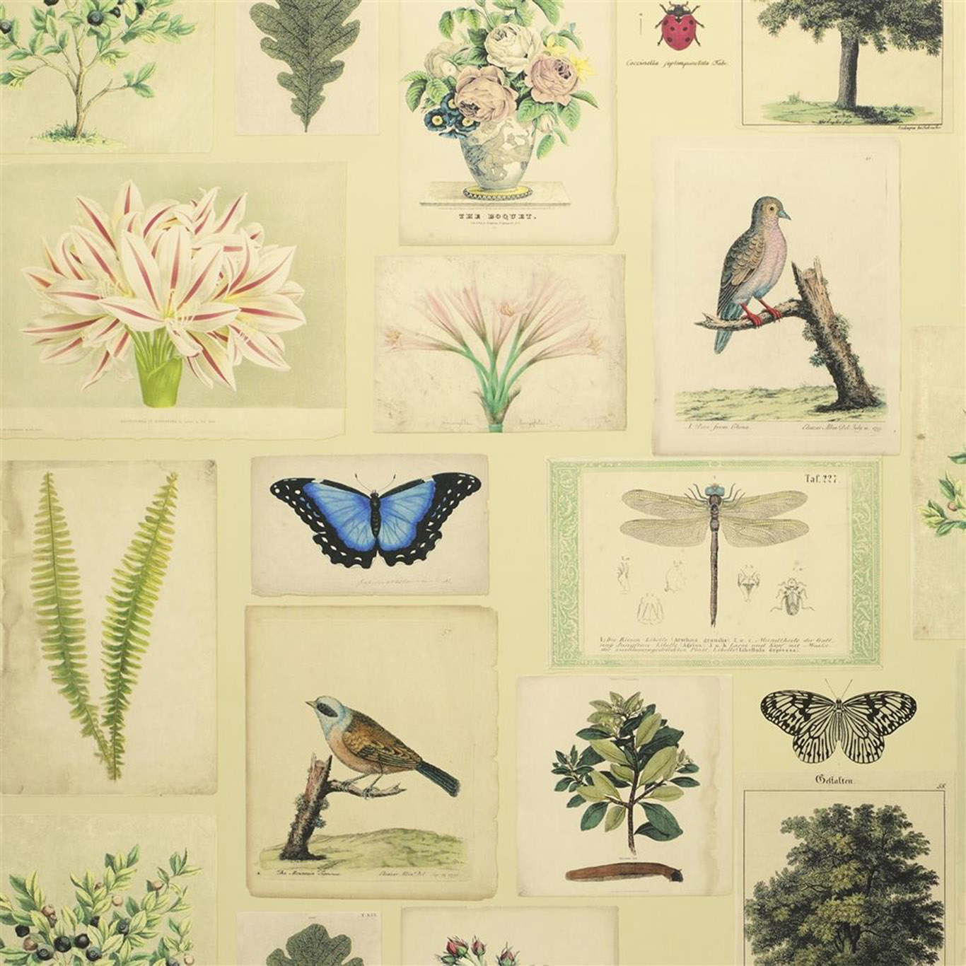 FLORA AND FAUNA