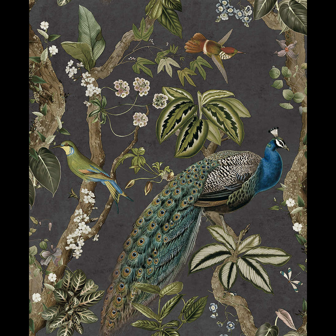 Cassia Charcoal