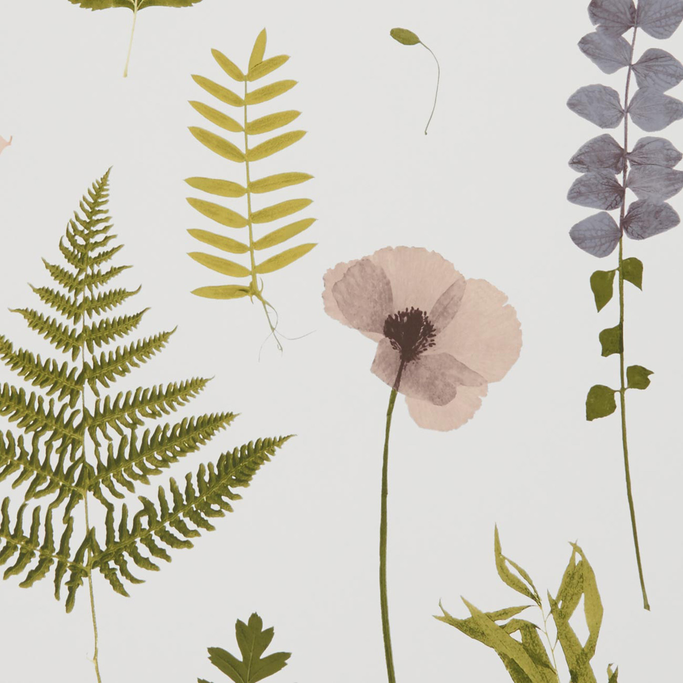 HERBARIUM