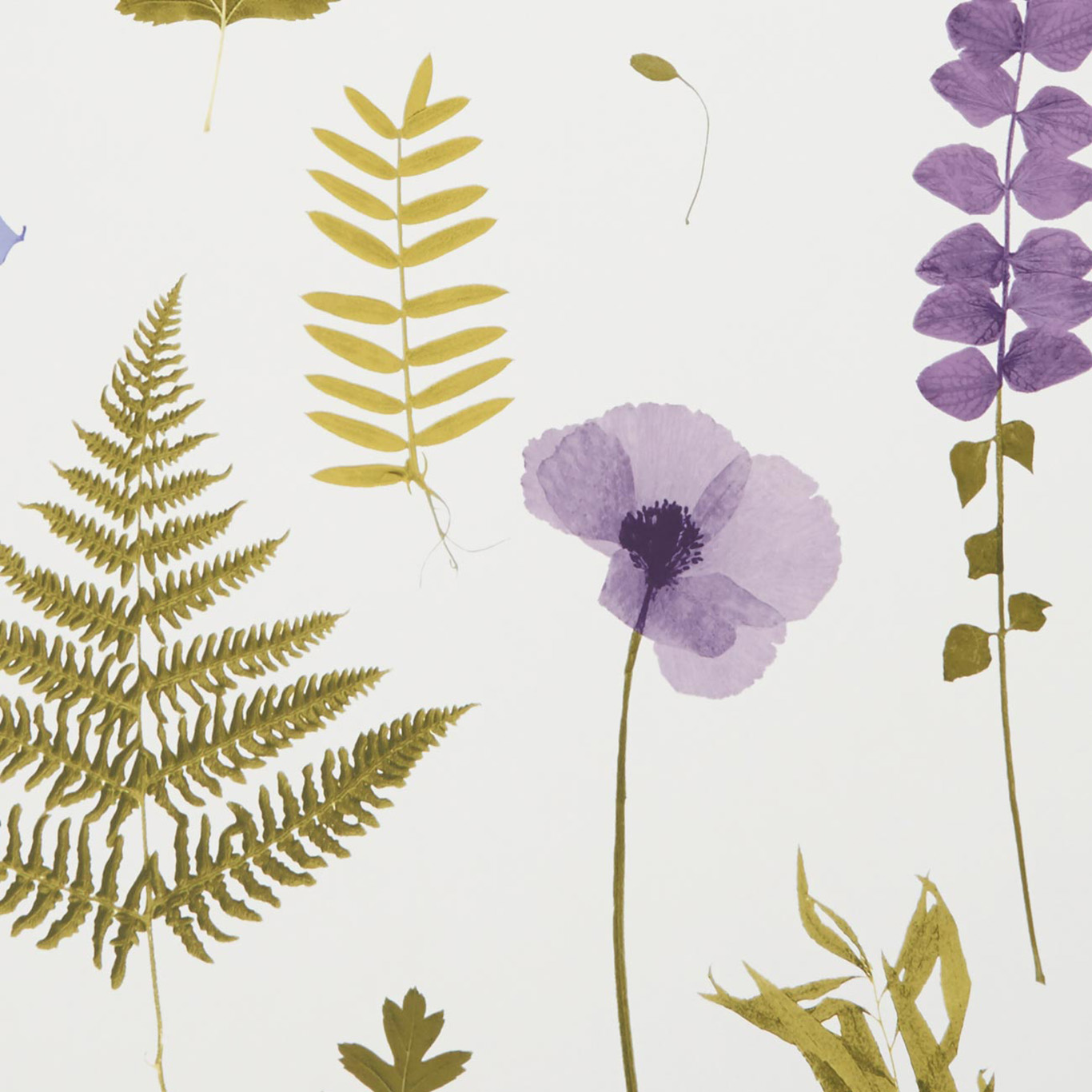HERBARIUM
