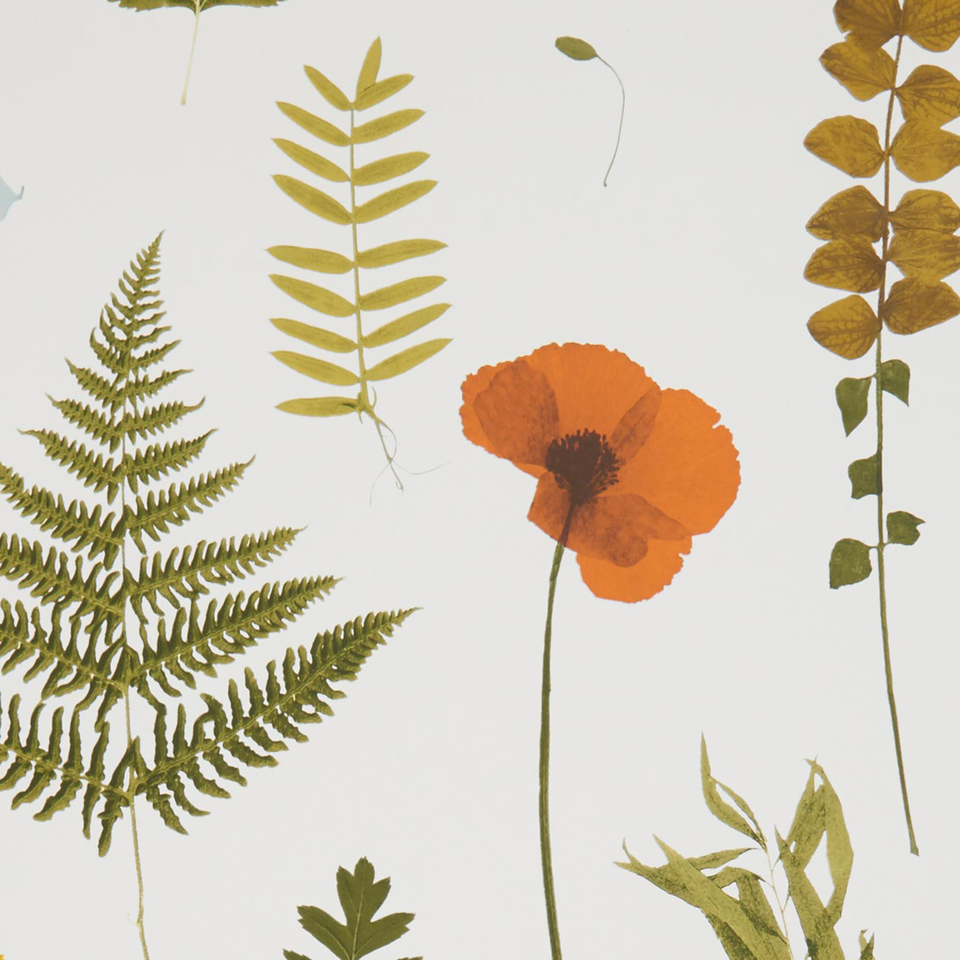 HERBARIUM
