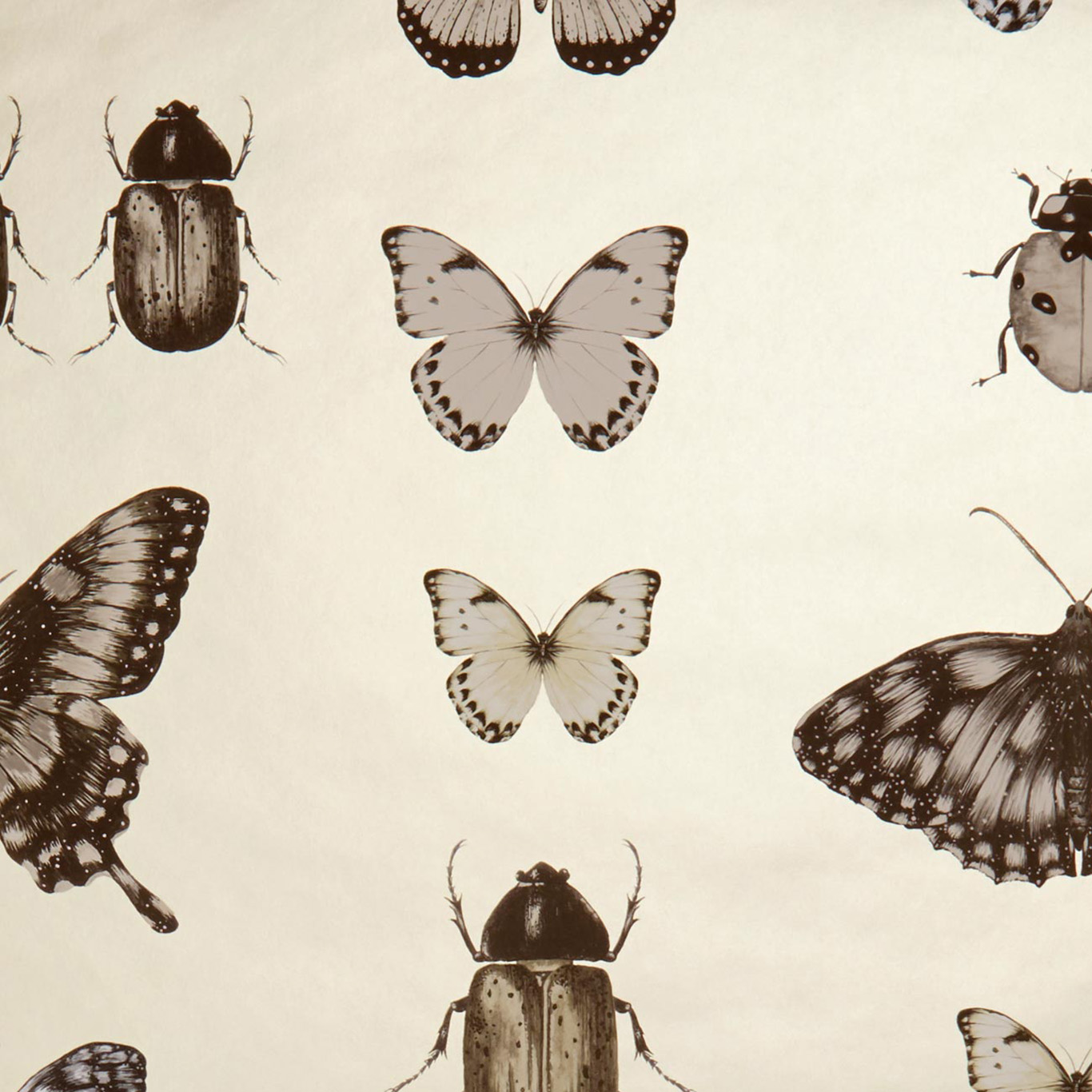 PAPILIO
