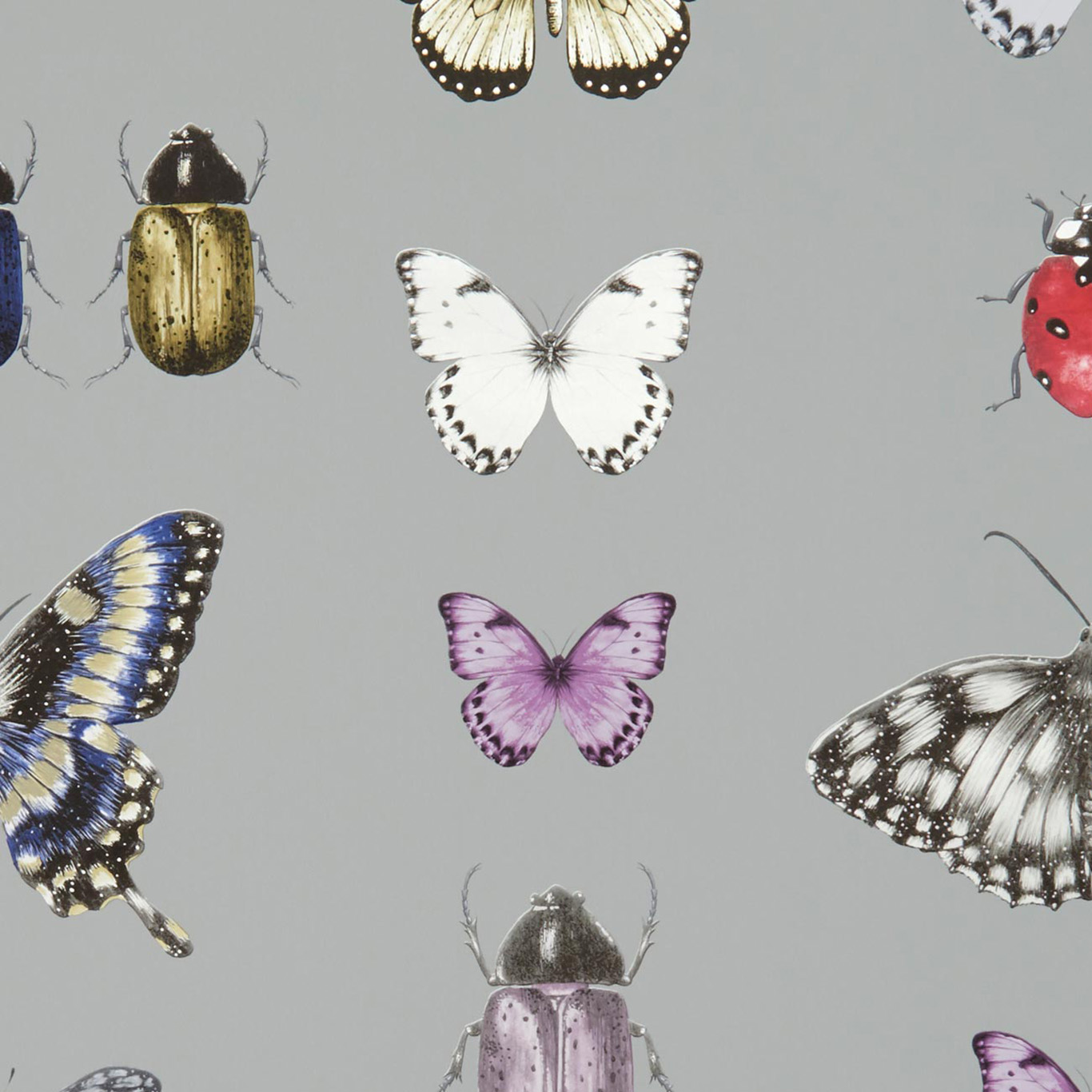 PAPILIO