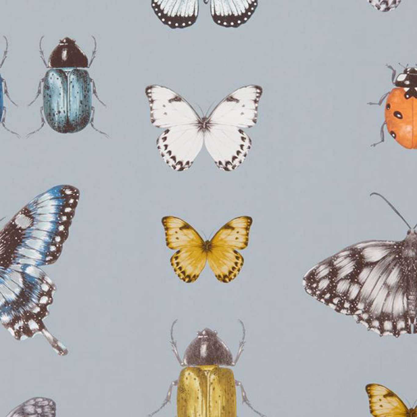 PAPILIO