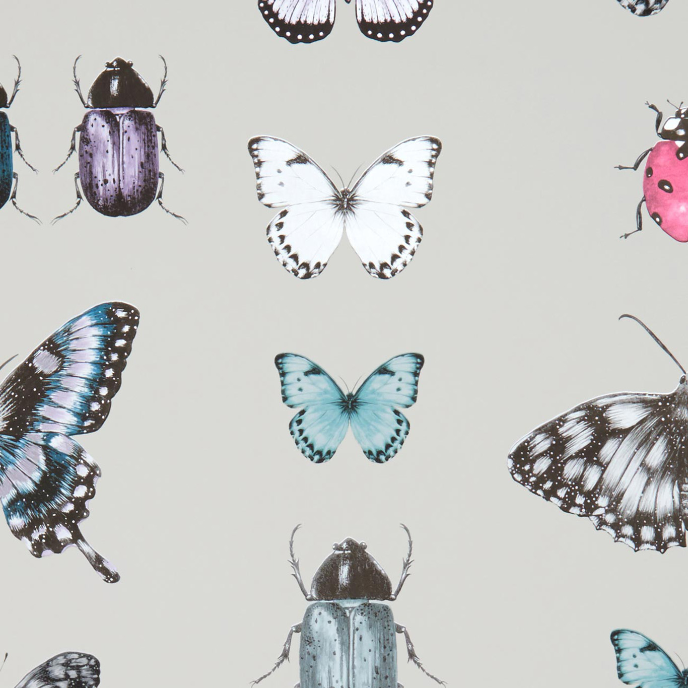 PAPILIO