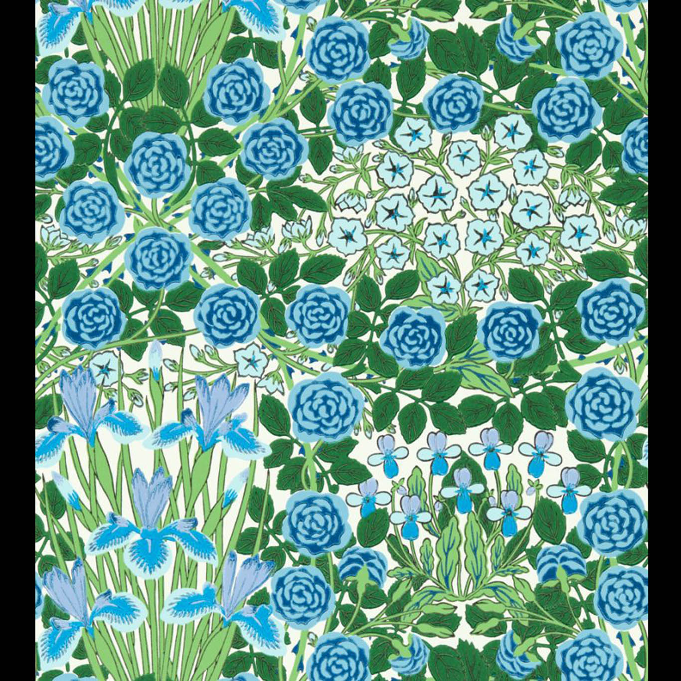 Campanula