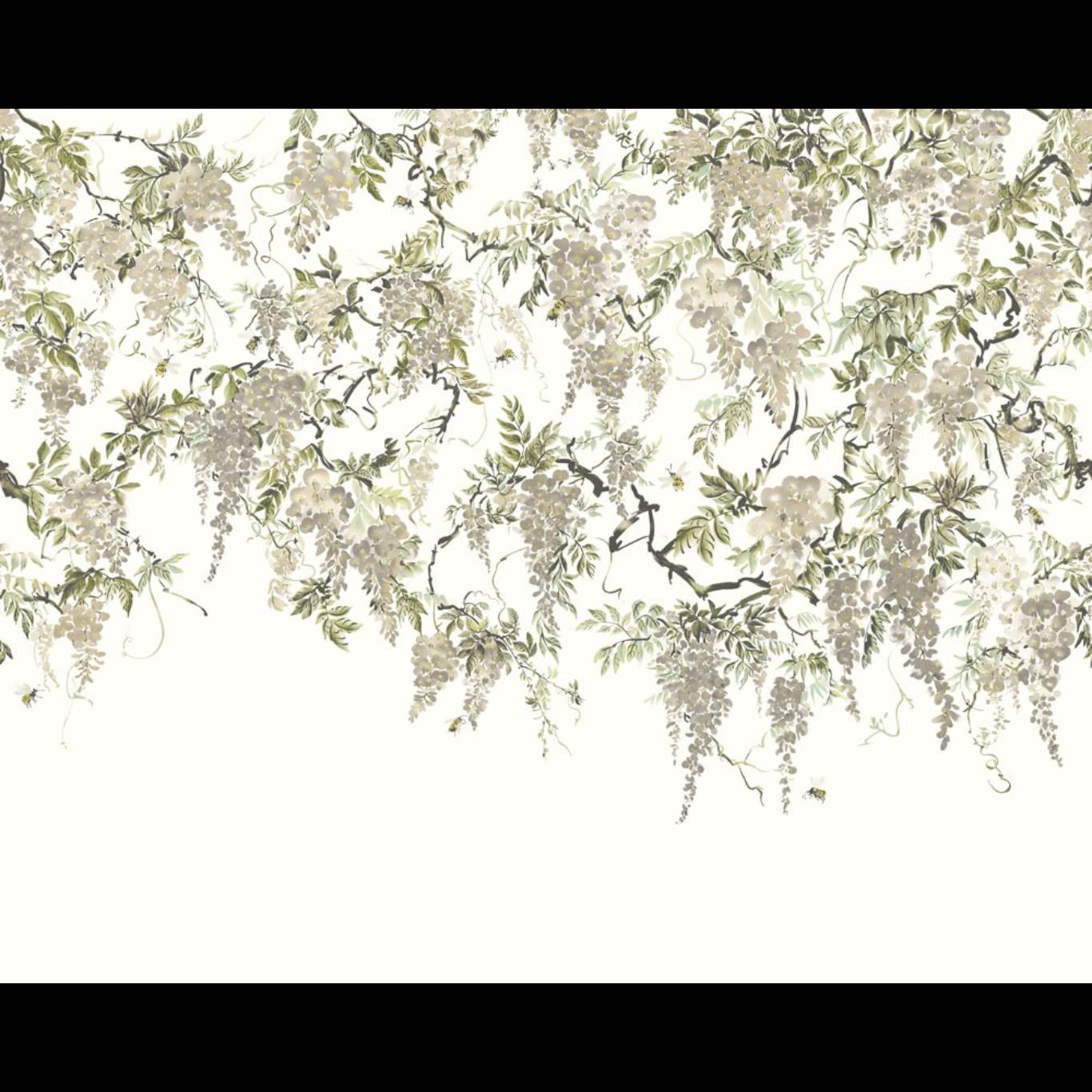 TRAILING WISTERIA