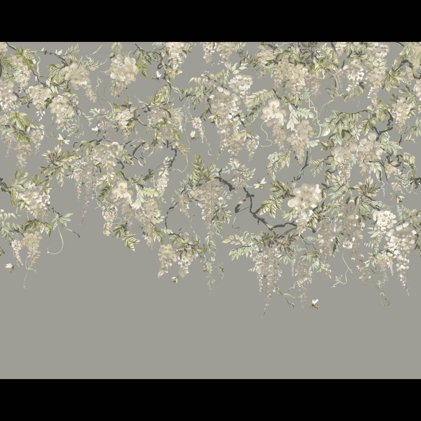 TRAILING WISTERIA