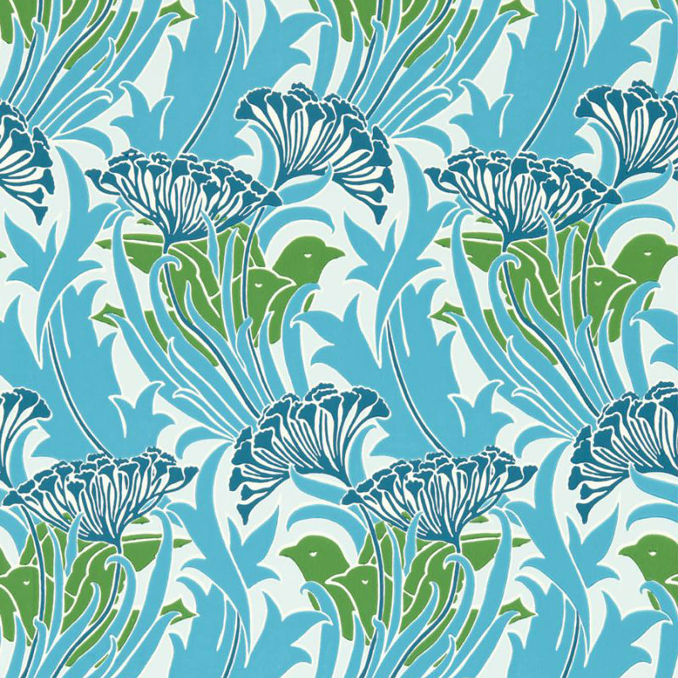 Laceflower